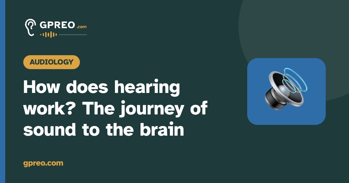 How does hearing work? The journey of sound to the brain