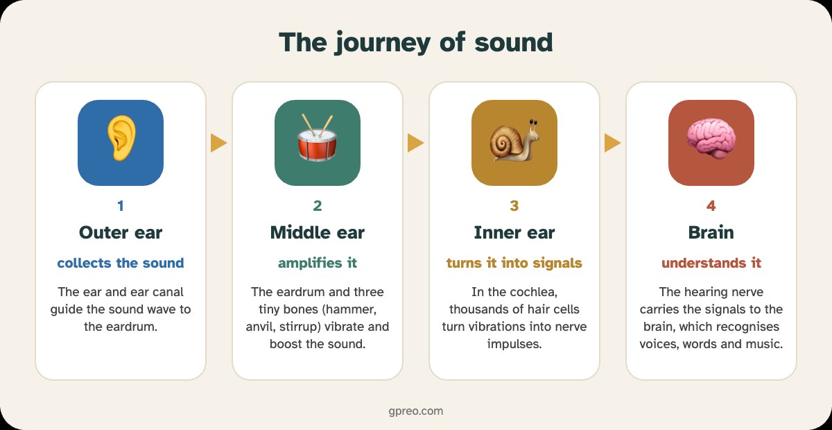 Infographic: the journey of sound – outer ear, middle ear, inner ear, brain