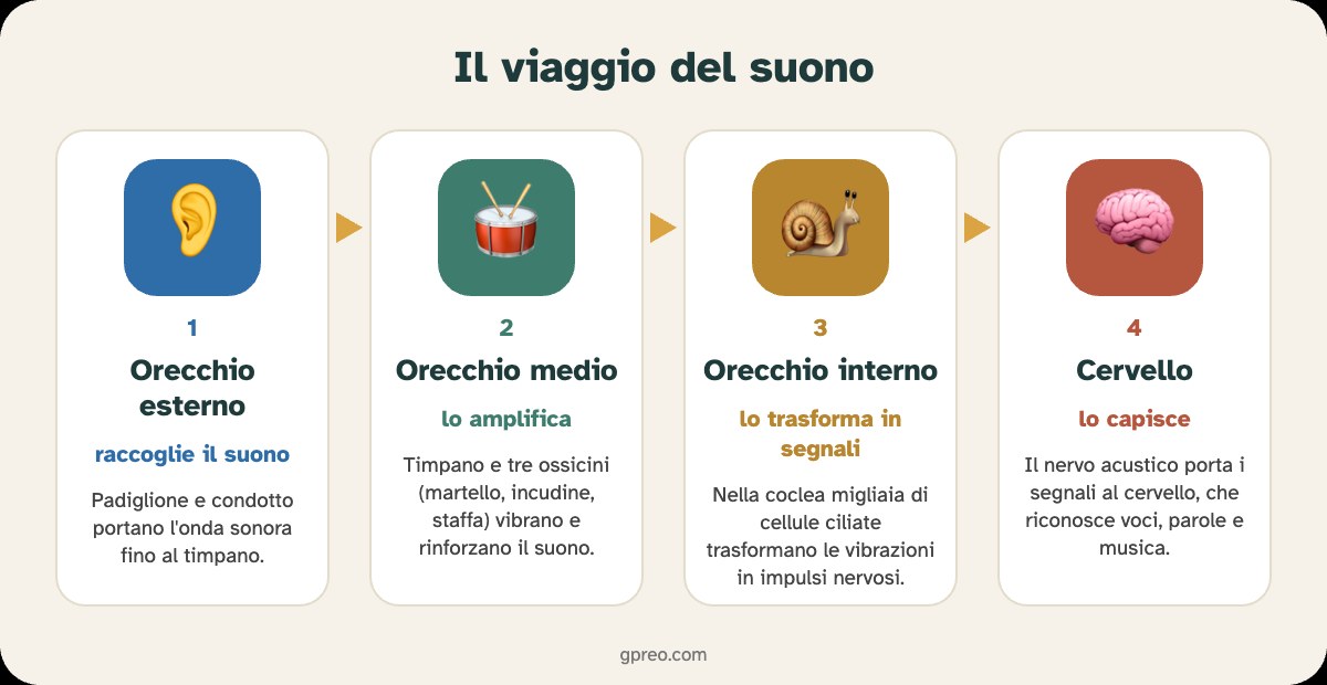 Infografica: il viaggio del suono – orecchio esterno, orecchio medio, orecchio interno, cervello